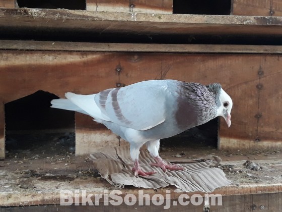 এক জোড়া বাংলা সুন্দর নর বিক্রি করতে চাই